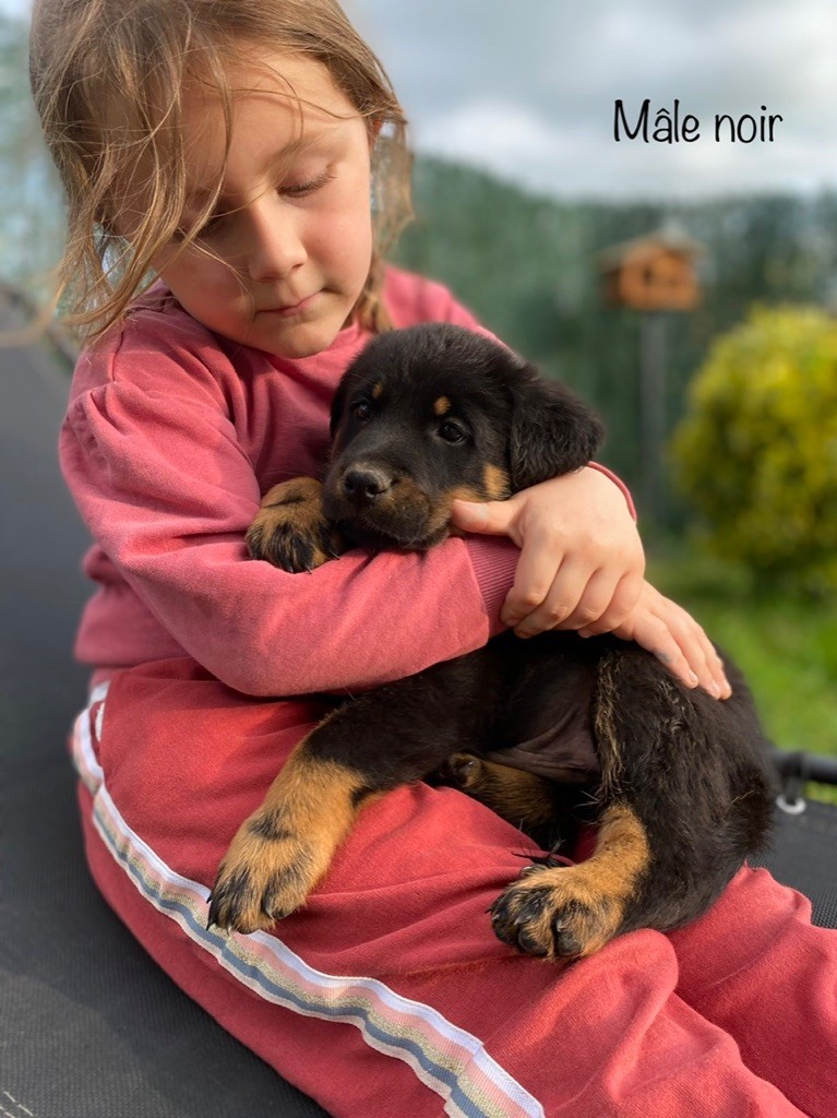 Des Remparts Castels - Chiots