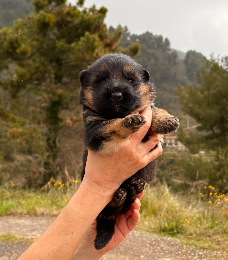 du Domaine de la Roya - Chiots disponibles - Berger Allemand