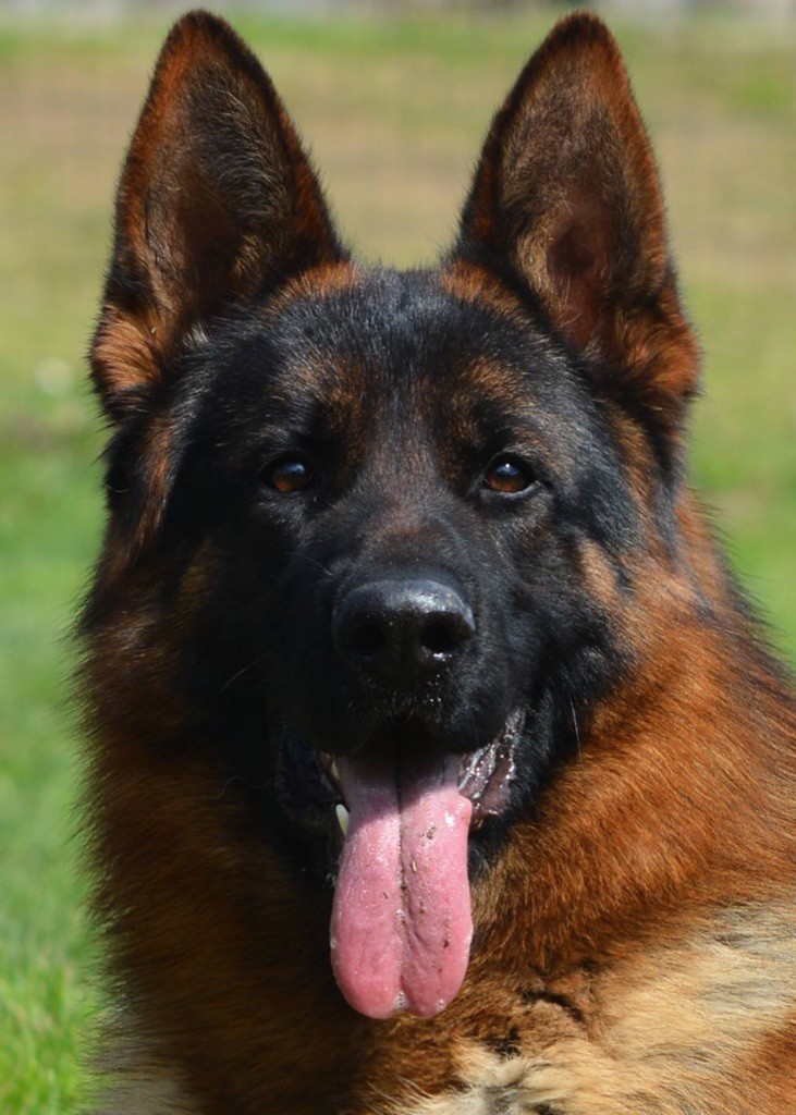 Chiot Berger Allemand du Domaine de la Roya