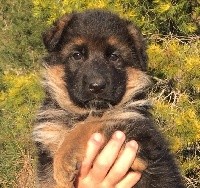 PHOEBE Des Gorges de la Roya 