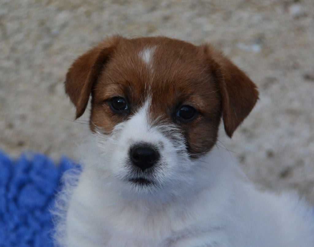 Des Gerveilles - Jack Russell Terrier - Portée née le 18/01/2025