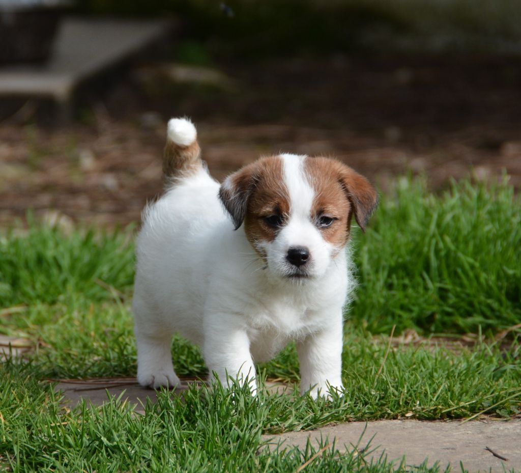 Des Gerveilles - Chiots disponibles - Jack Russell Terrier