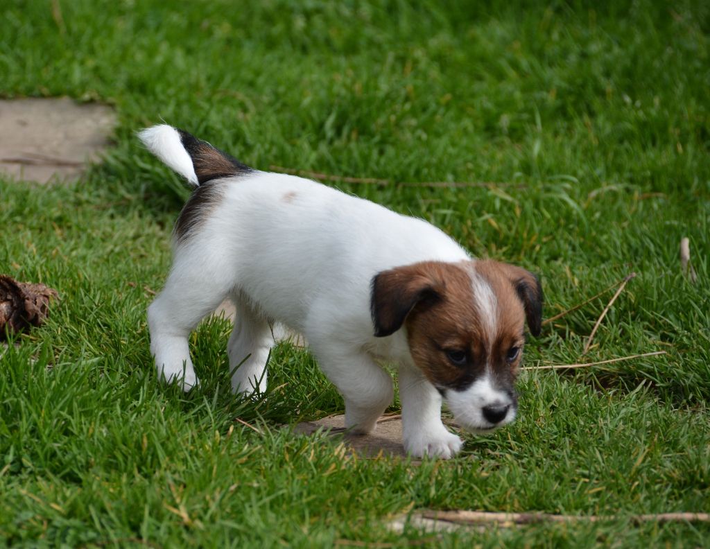 Des Gerveilles - Chiots disponibles - Jack Russell Terrier