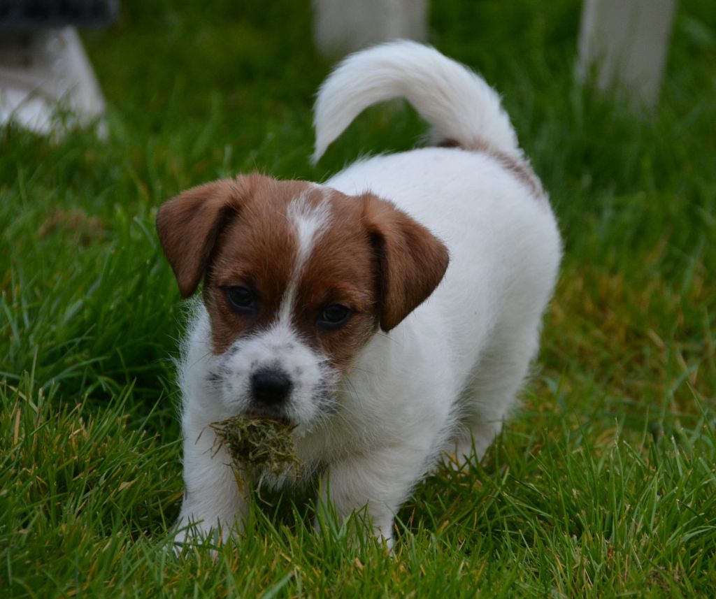 Des Gerveilles - Chiots disponibles - Jack Russell Terrier