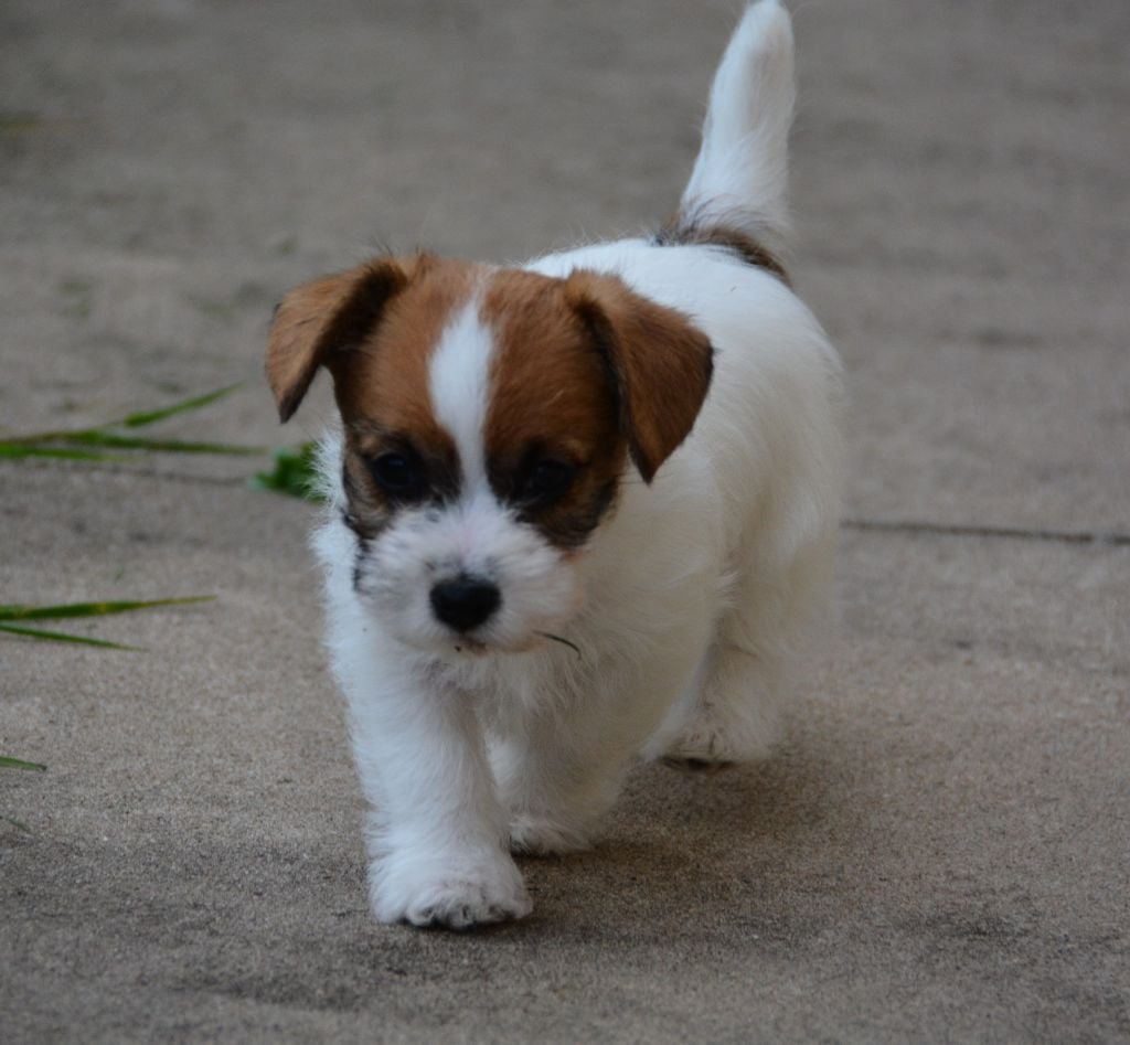 Des Gerveilles - Chiots disponibles - Jack Russell Terrier