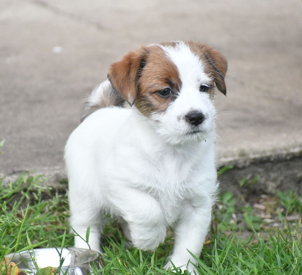 Des Gerveilles - Chiots disponibles - Jack Russell Terrier