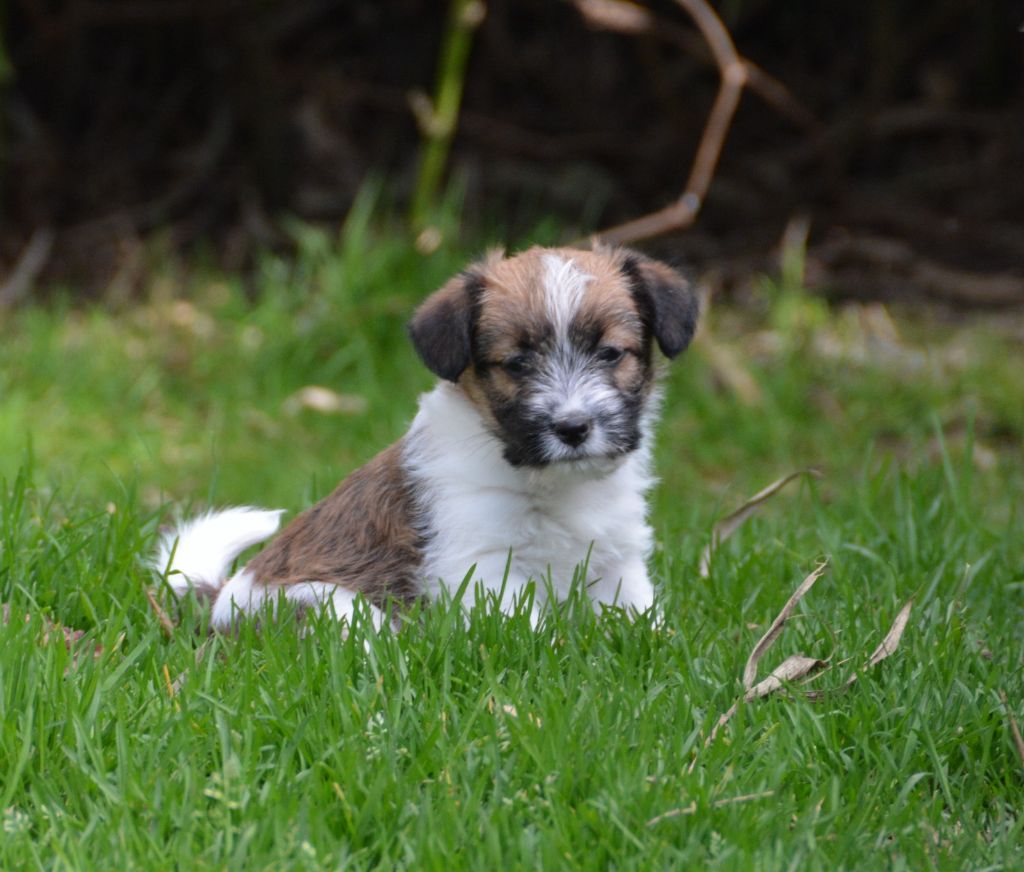 Des Gerveilles - Jack Russell Terrier - Portée née le 18/01/2025