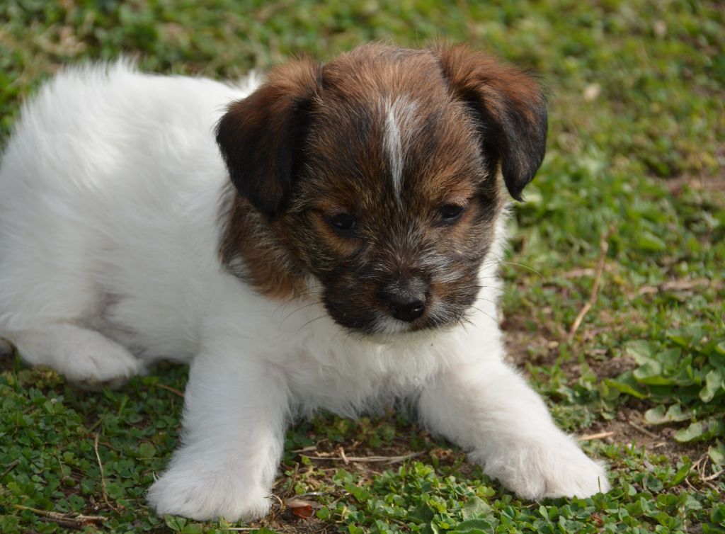 Des Gerveilles - Chiots disponibles - Jack Russell Terrier