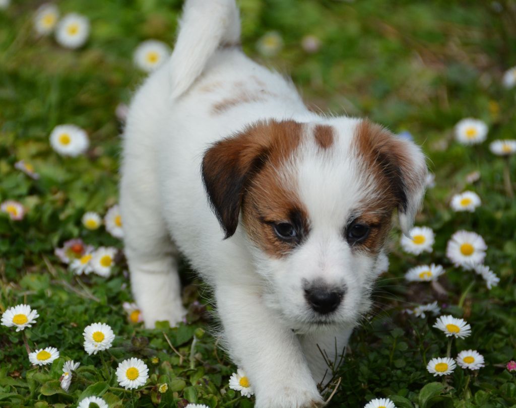 Des Gerveilles - Chiots disponibles - Jack Russell Terrier