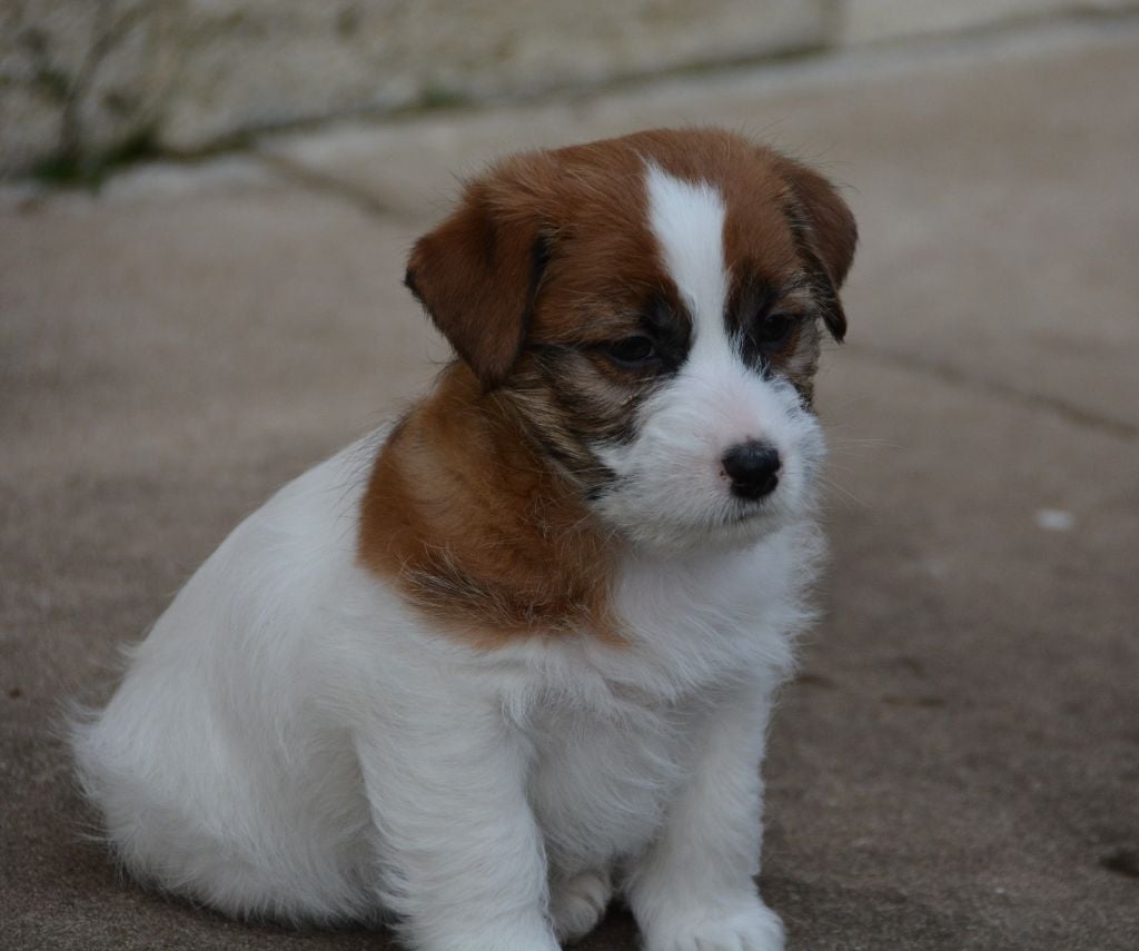 Des Gerveilles - Chiots disponibles - Jack Russell Terrier