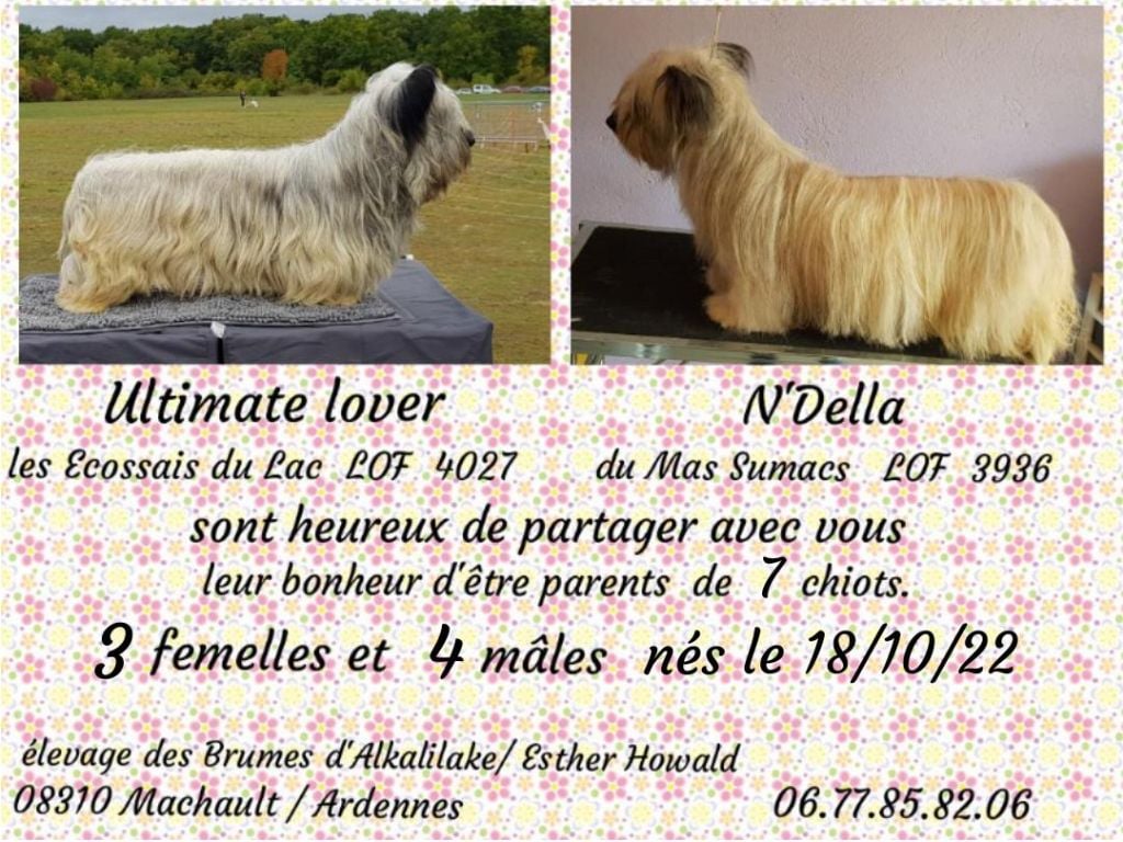 NOS BEBES SKYE TERRIERS SONT NÉS LE 18 OCTOBRE 2022 2022