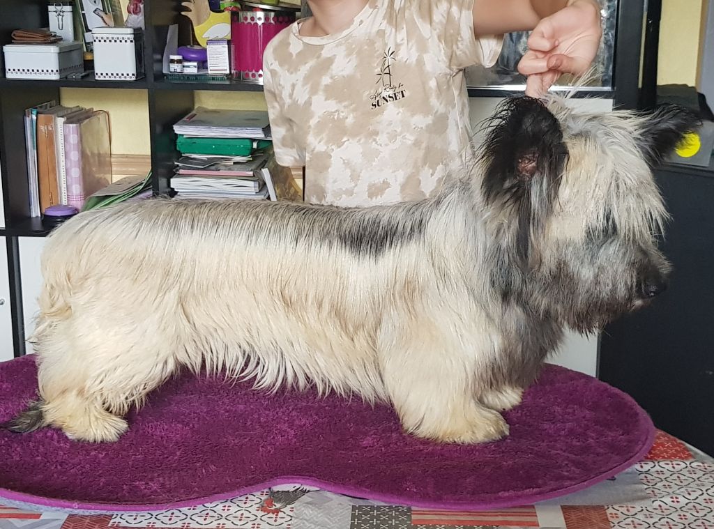 Des Brumes D'alkalilake - Chiots disponibles - Skye Terrier