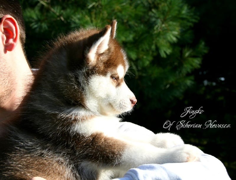 Of Siberian Nevasca - Siberian Husky - Portée née le 12/09/2014