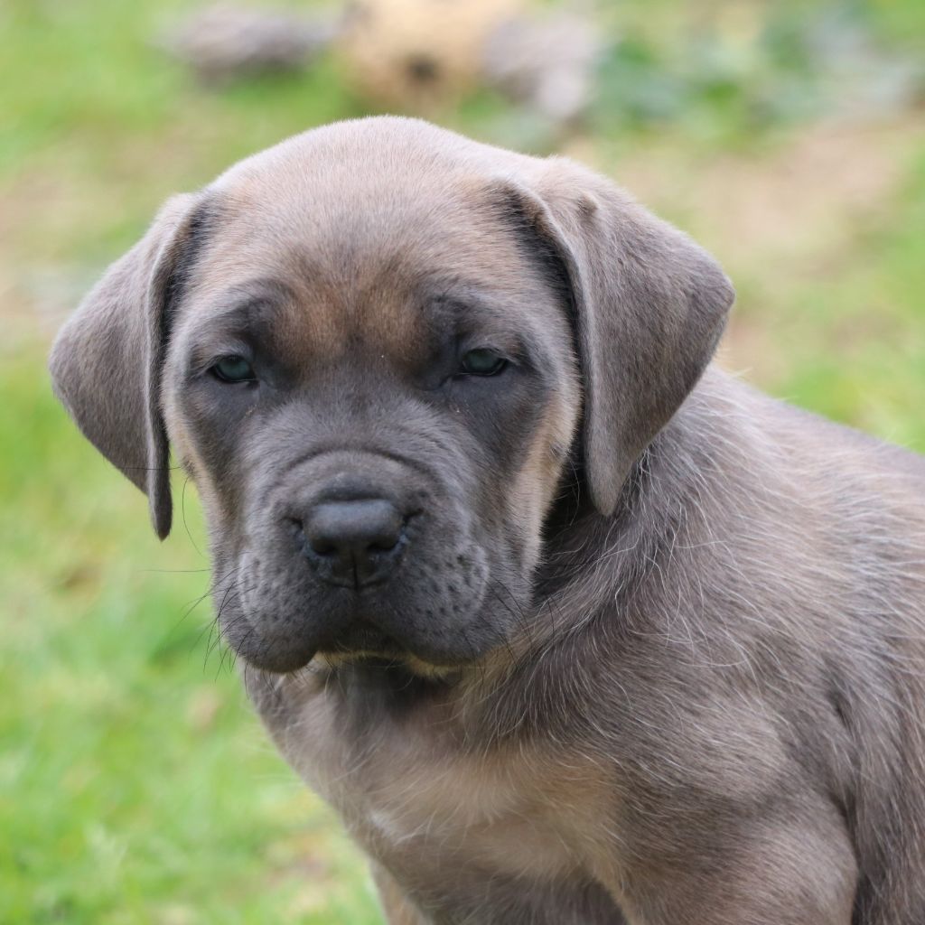 Il Guardiano Bella - Chiots disponibles - Cane Corso