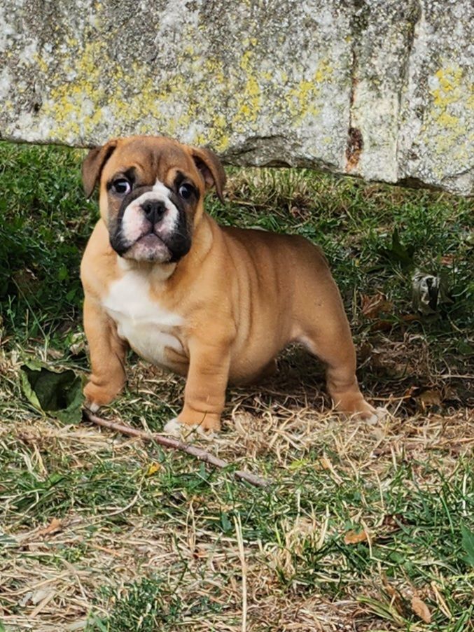 Pascale Trompas - Chiots disponibles - Bulldog Anglais