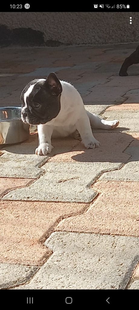 Du Chemin Des 3 Joyaux - Chiots disponibles - Bouledogue français