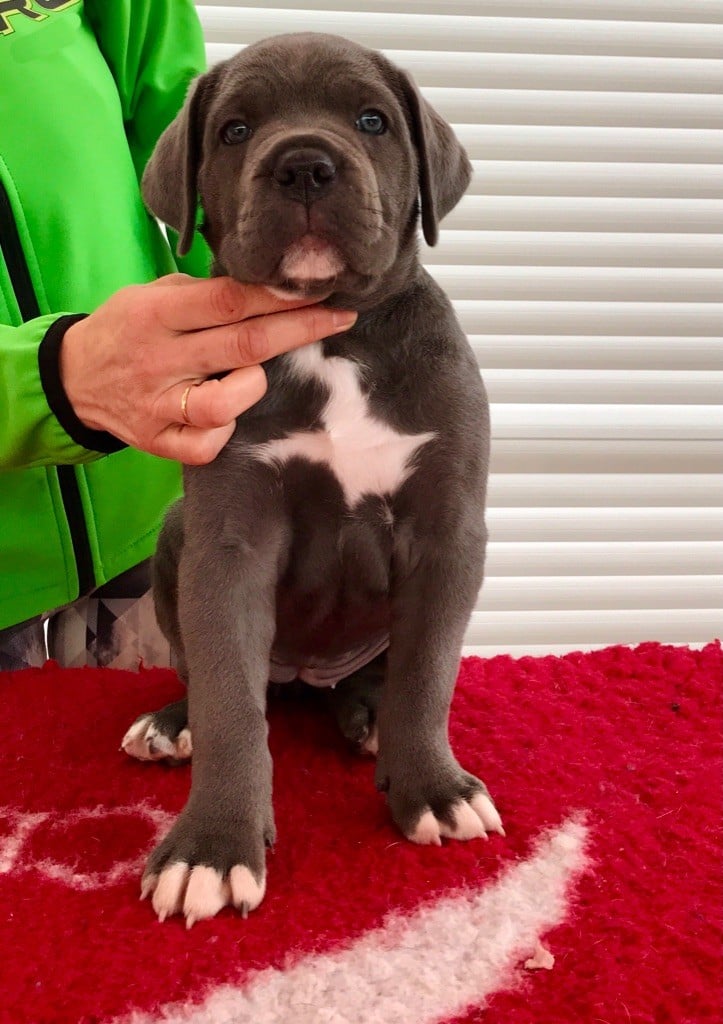 de la pierre d'or - Chiots disponibles - Cane Corso