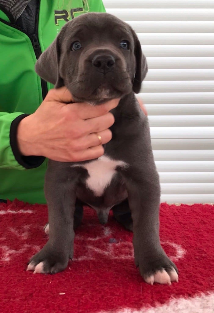 de la pierre d'or - Chiots disponibles - Cane Corso