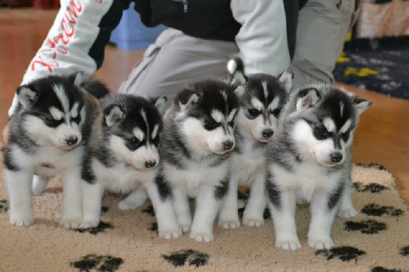 Chiot Siberian Husky Dreams Of Anaya