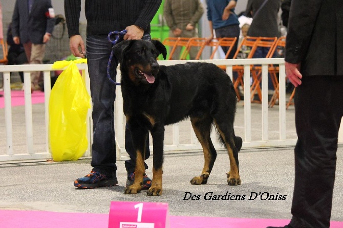 Des Gardiens D'oniss - Exposition canine de Nantes