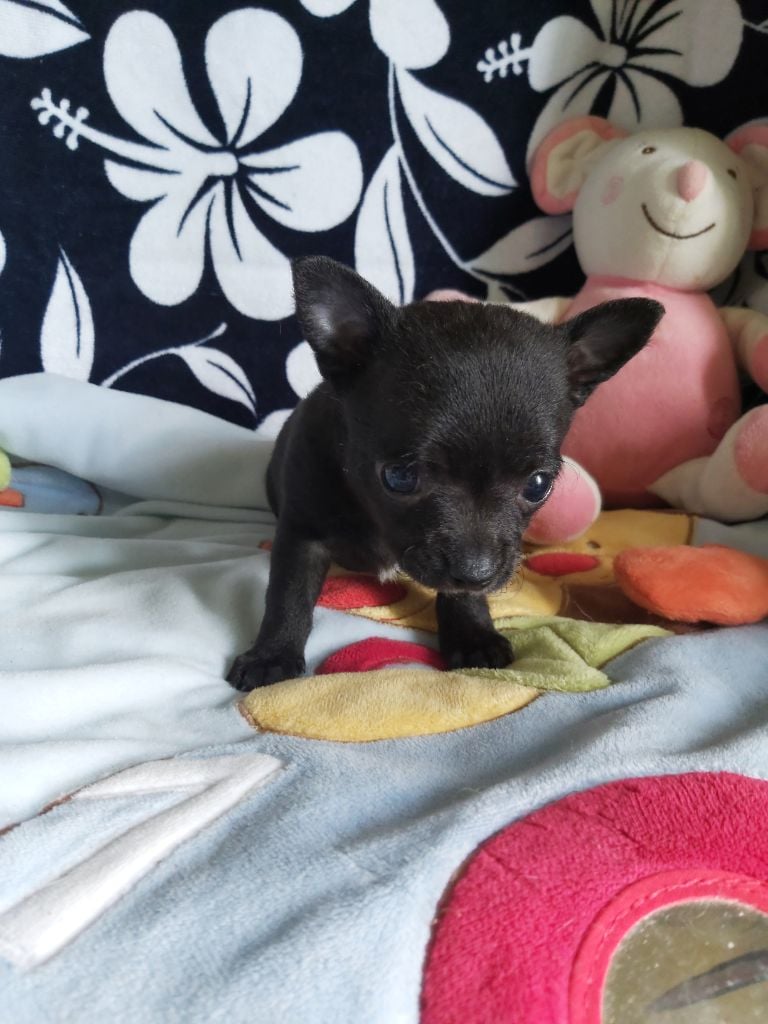 Des Petits Zamours - Chiots disponibles - Chihuahua