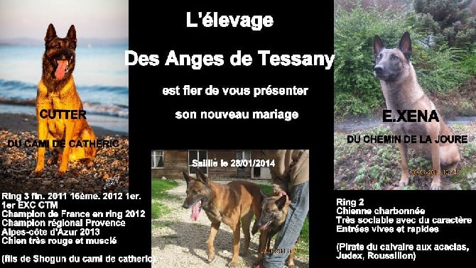 Des Anges De Tessany - Portée prevue fin Mars