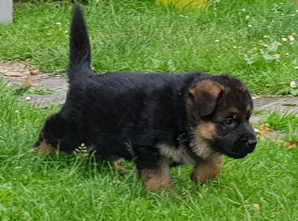 du Mistral Allemand - Chiots disponibles - Berger Allemand