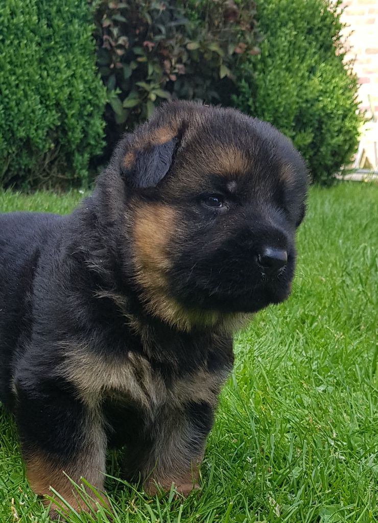 du Mistral Allemand - Chiots disponibles - Berger Allemand