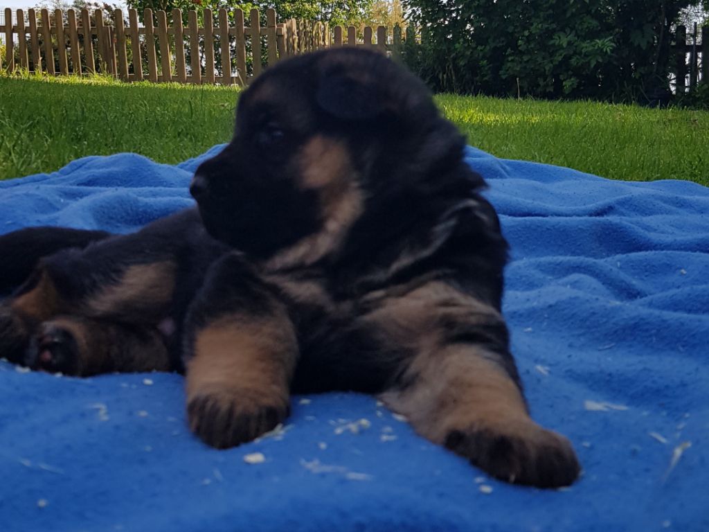 du Mistral Allemand - Chiots disponibles - Berger Allemand