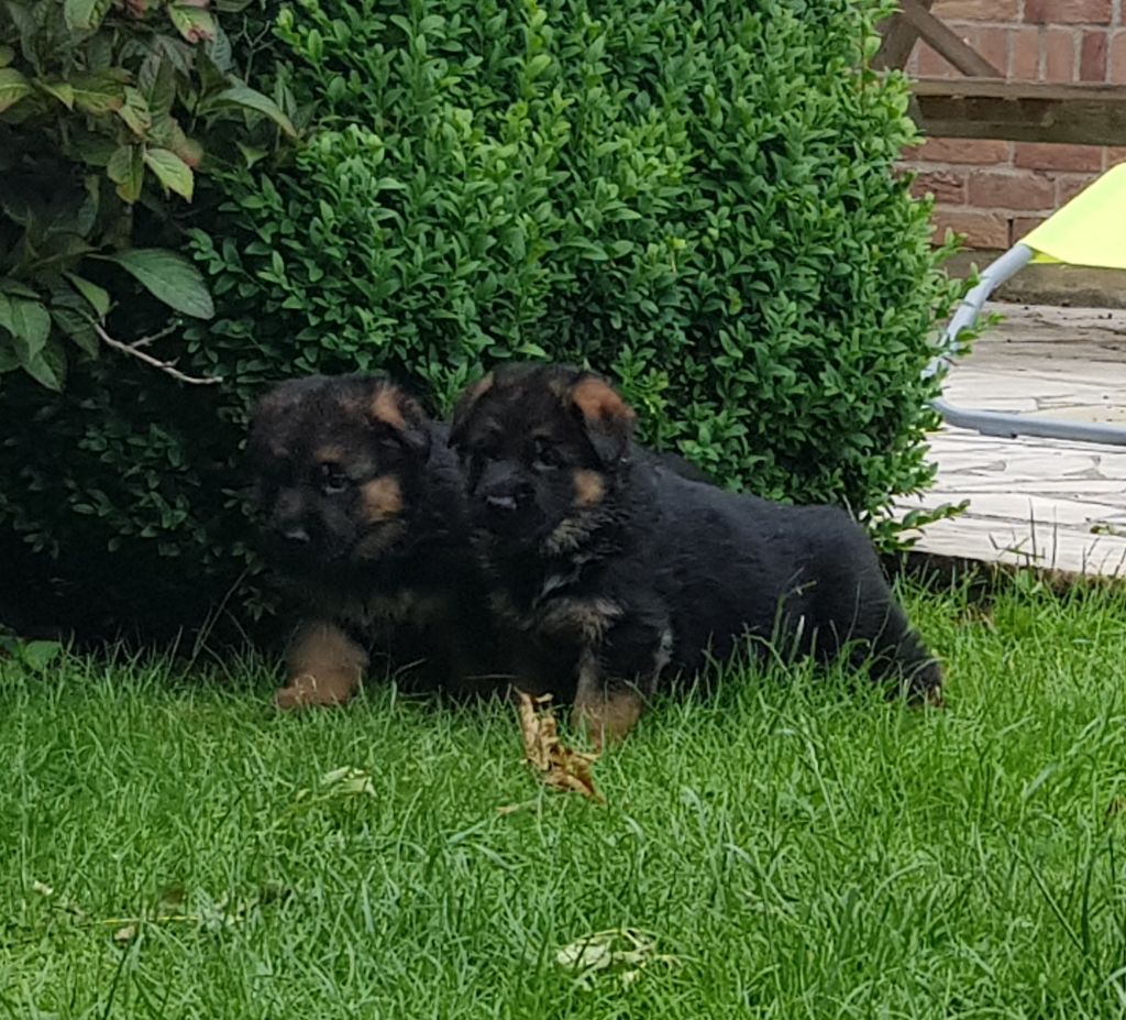 du Mistral Allemand - Chiots disponibles - Berger Allemand