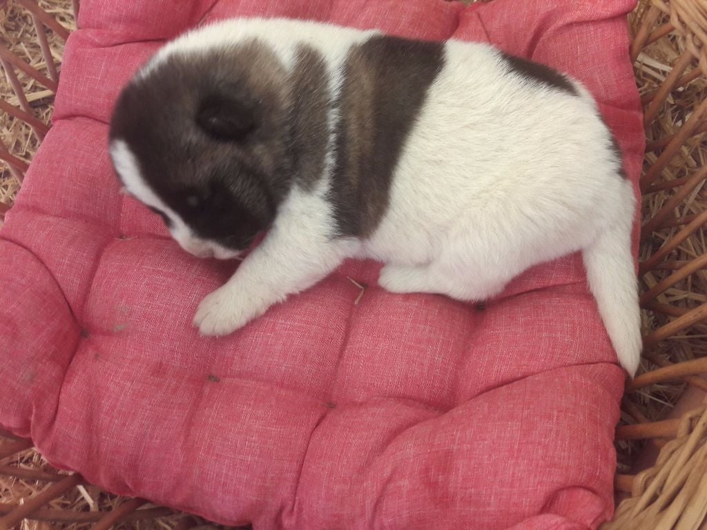 Adixatz - Chiots disponibles - Akita americain