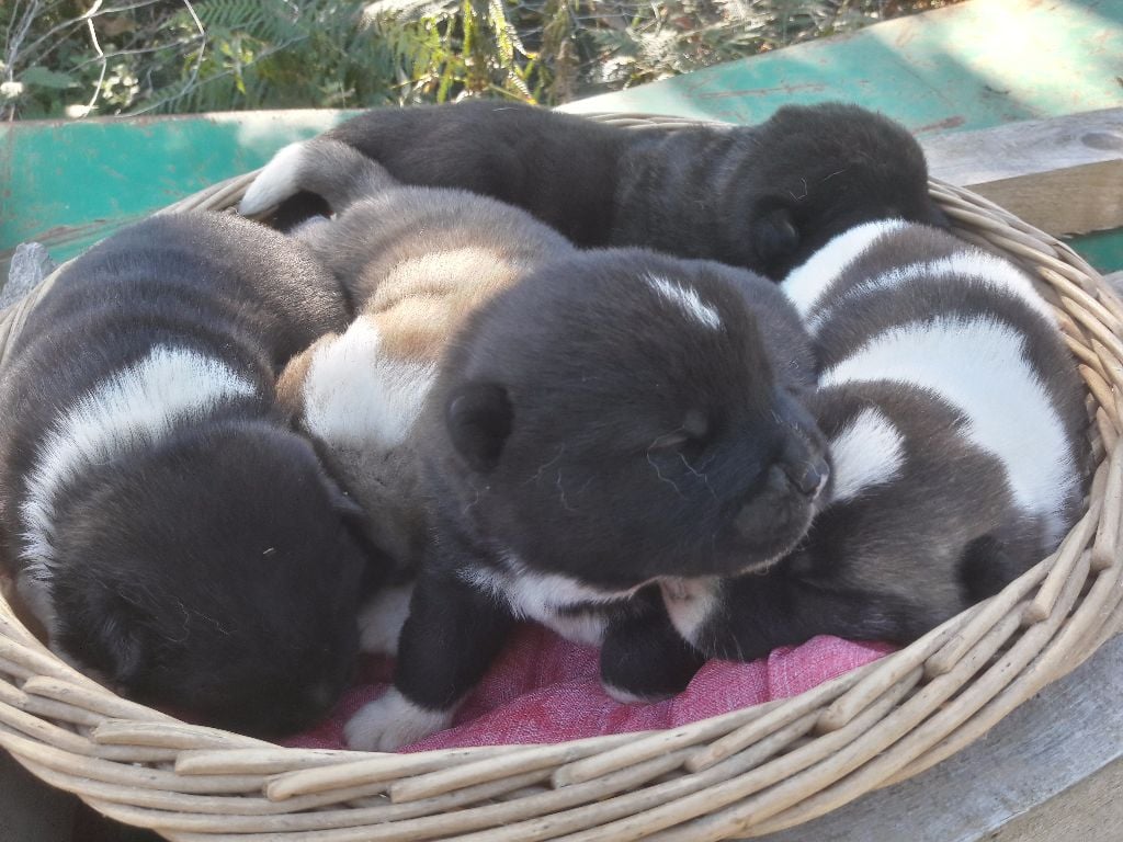 Chiot Akita americain Adixatz