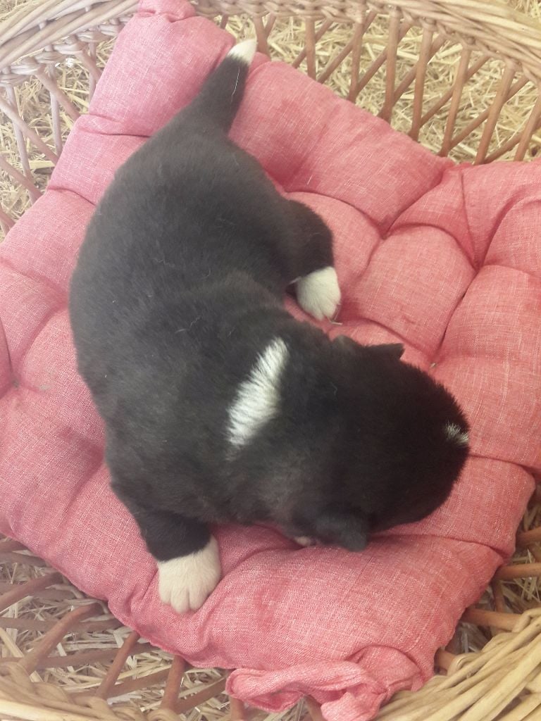 Adixatz - Chiots disponibles - Akita americain