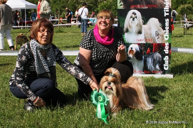 Happy To Meet You - Vallères 17.05.15 - Spéciale Shih Tzu - Hascott, 1er Exc CACS - BOB