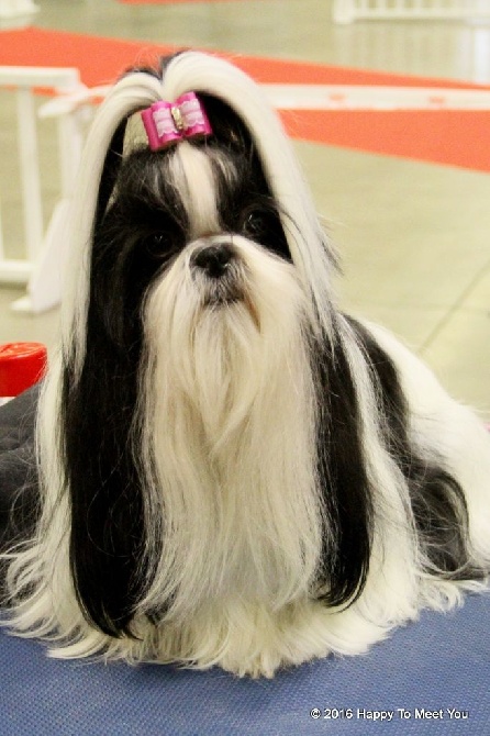 Happy To Meet You - Paris Dog Show 8.1.16 -Gaelyn CACS !