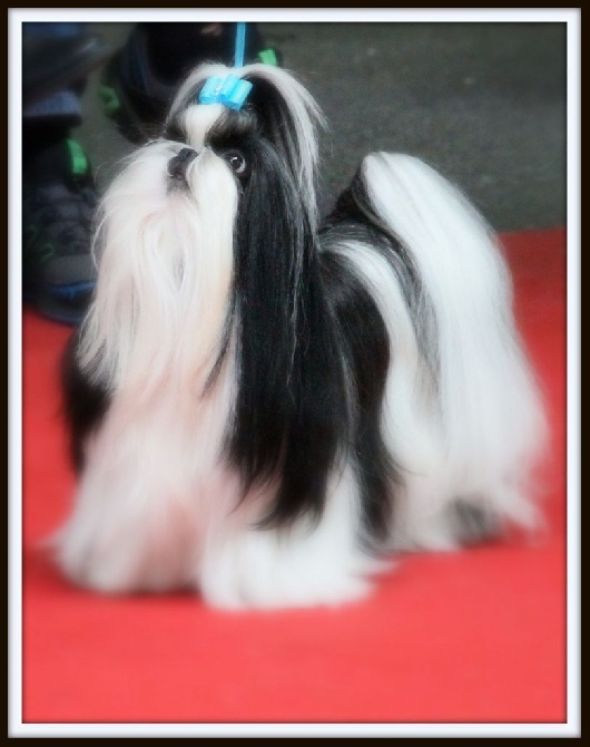 Happy To Meet You - Montluçon 15.03.15 - Spéciale Shih Tzu - Gaelyn - Excellent