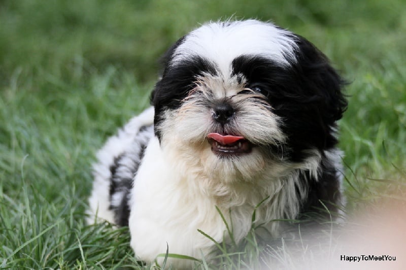 Happy To Meet You - Shih Tzu - Portée née le 24/07/2013