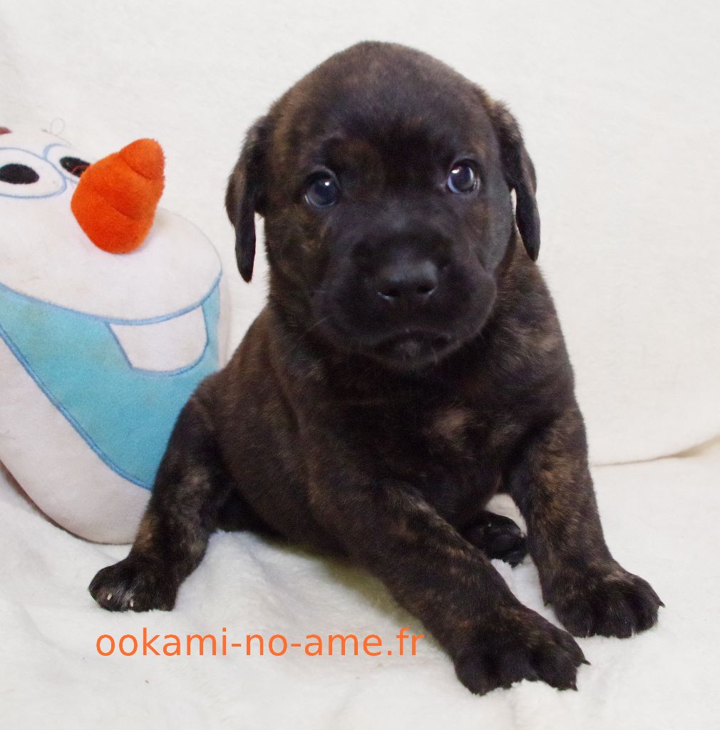 Go Ookami No Ame - Chiots disponibles - Cao Fila de São Miguel