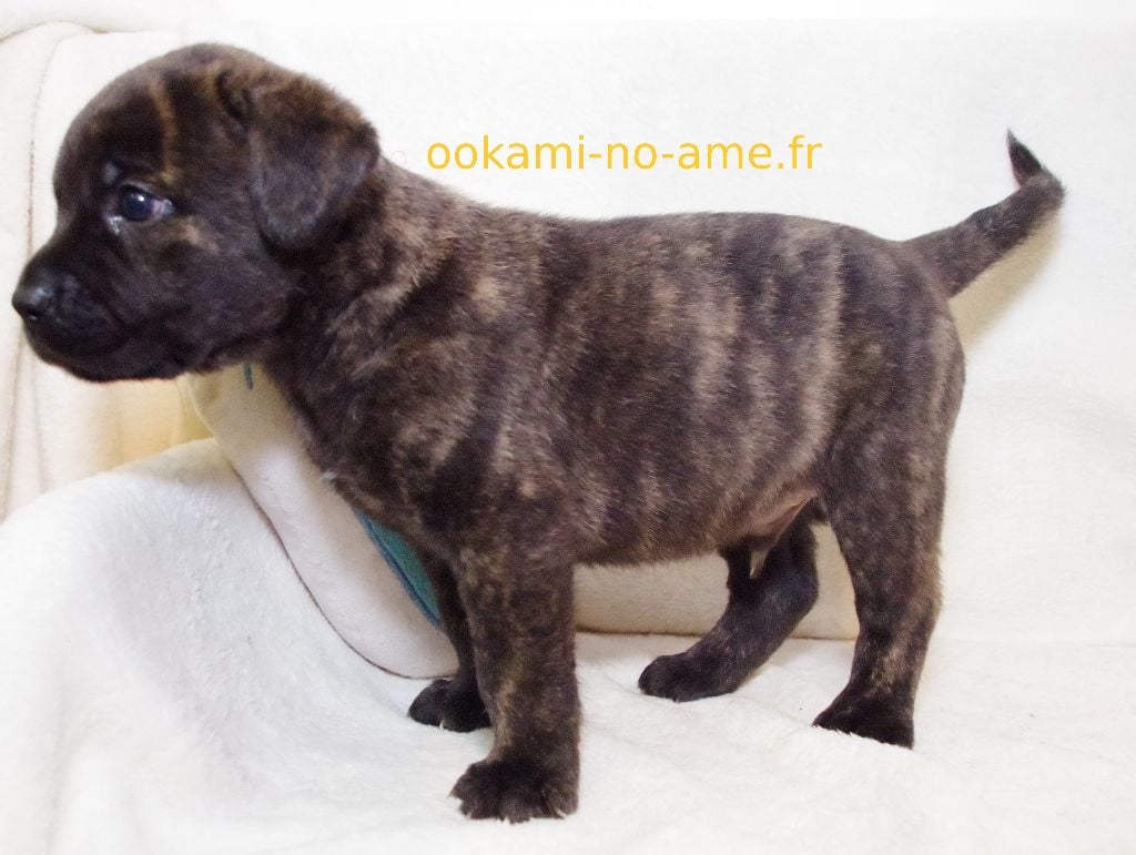 Go Ookami No Ame - Chiots disponibles - Cao Fila de São Miguel