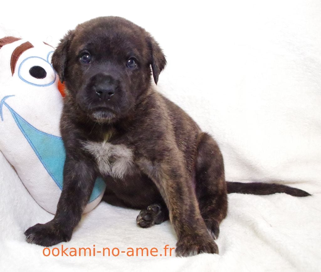 Go Ookami No Ame - Chiots disponibles - Cao Fila de São Miguel