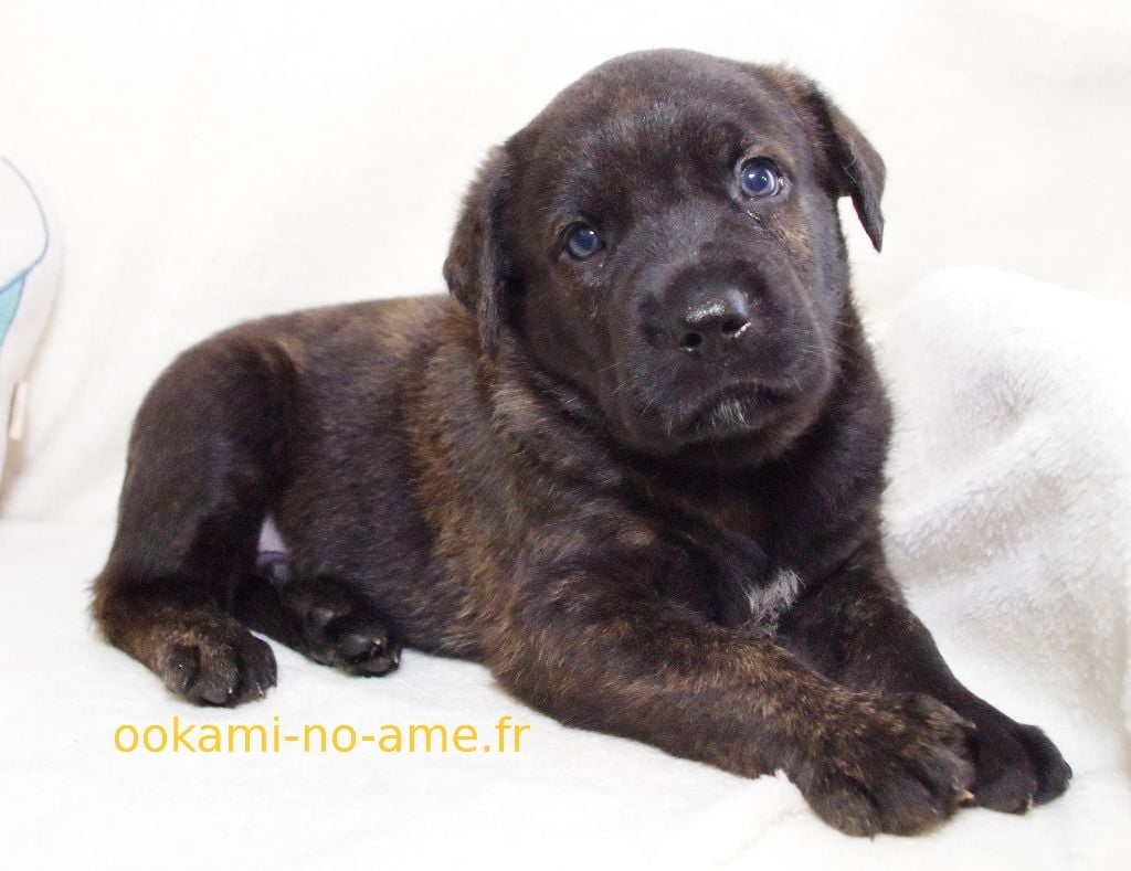 Go Ookami No Ame - Chiots disponibles - Cao Fila de São Miguel