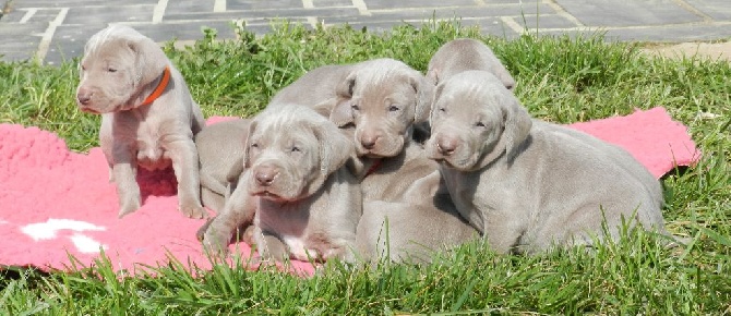 Du Flot Des Bluniers - Une superbe apres-midi au soleil pour les chiots