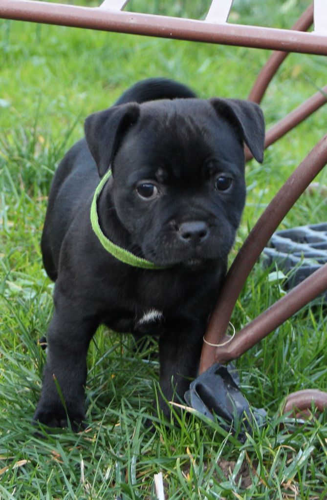 Lord Black Gold - Staffordshire Bull Terrier - Portée née le 06/12/2017