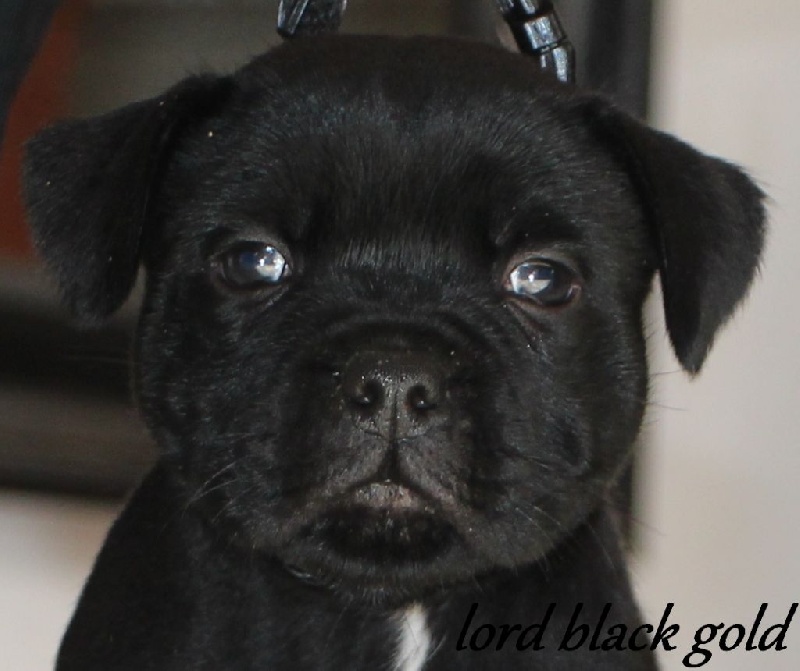 Chiot Staffordshire Bull Terrier Lord Black Gold