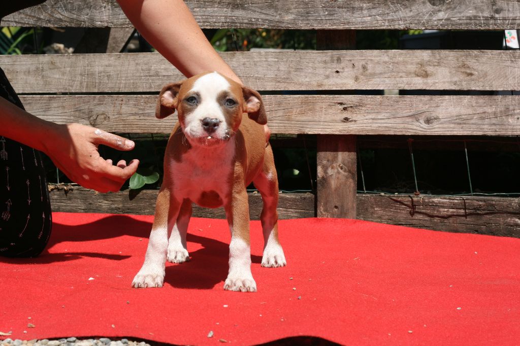 Des Gardiens Du Rêve Eternel - American Staffordshire Terrier - Portée née le 01/06/2019