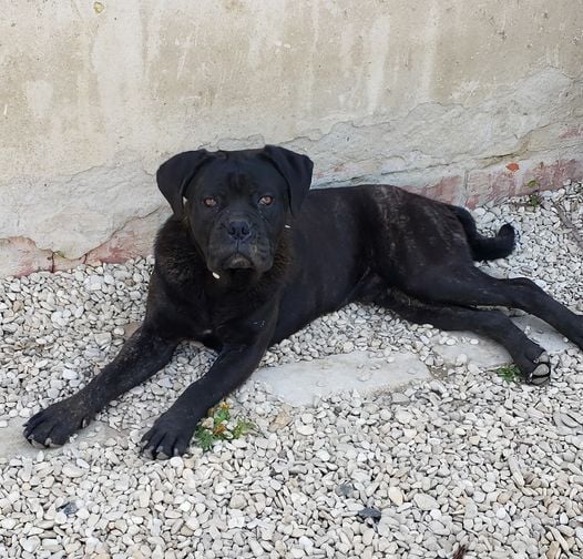 Sandy Thioliere - Cane Corso - Portée née le 01/08/2021