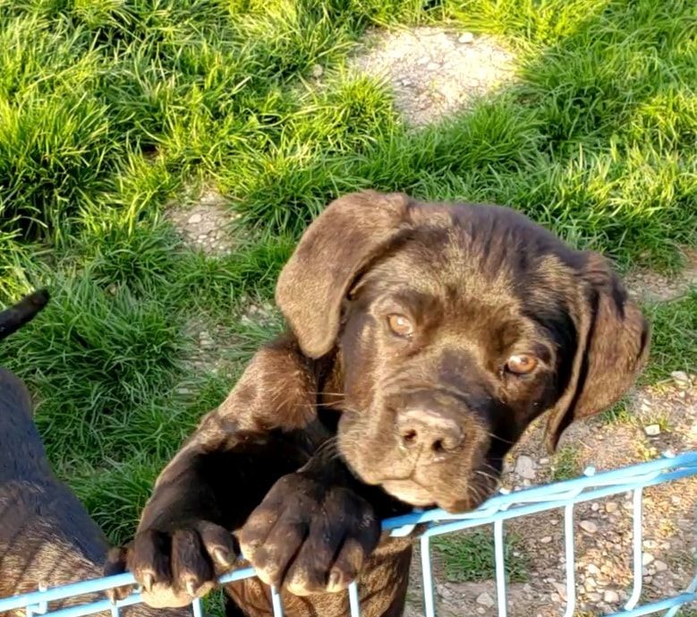 Sandy Thioliere - Chiots disponibles - Cane Corso