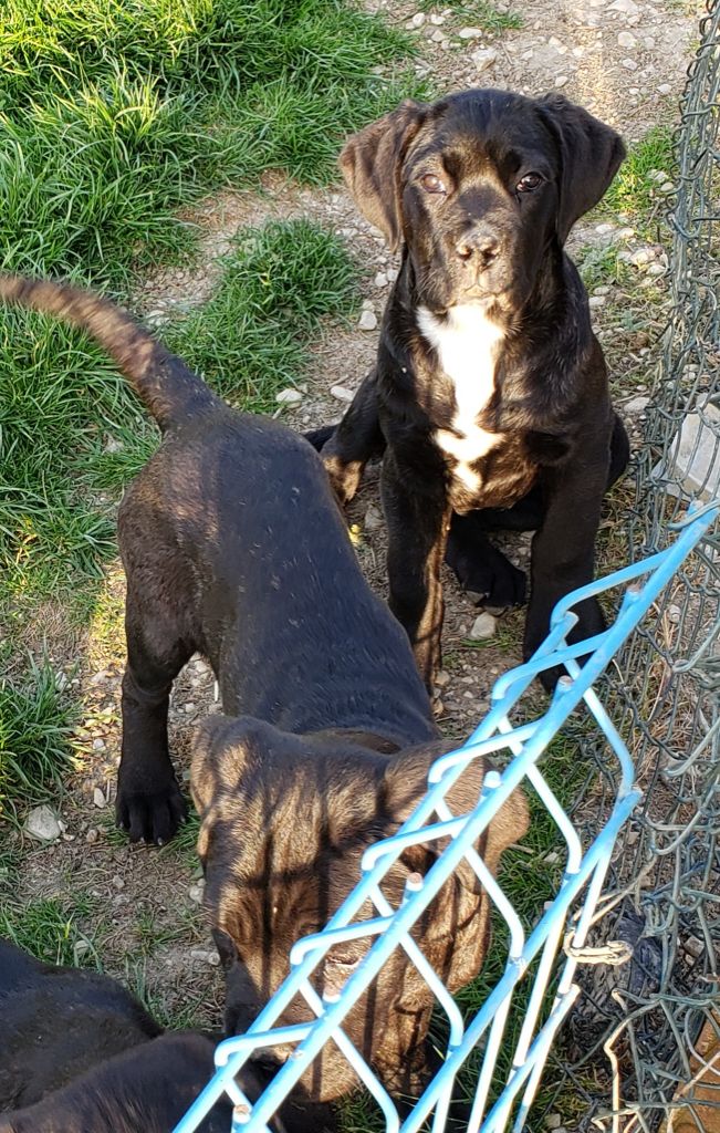 Sandy Thioliere - Chiots disponibles - Cane Corso