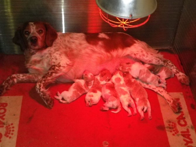 les bébés de Gwen sont arrivés