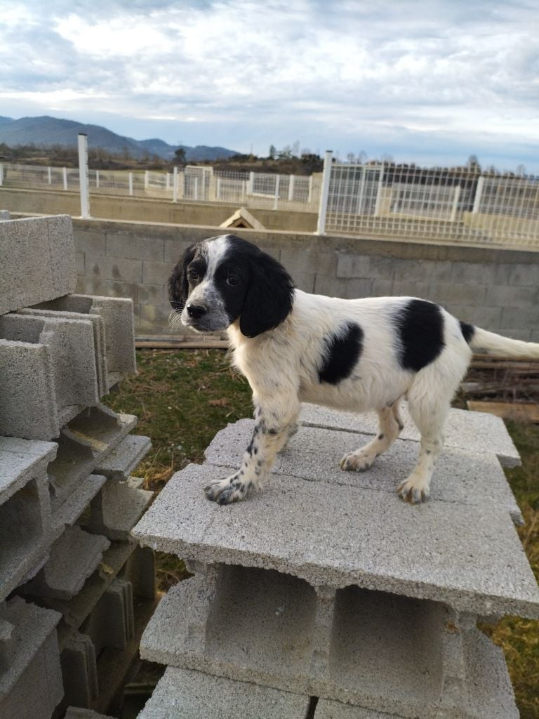 De La Terrible Menée - Chiots disponibles - Setter Anglais